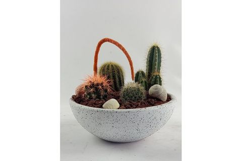 KAKTÜS ARANJMAN NO 4