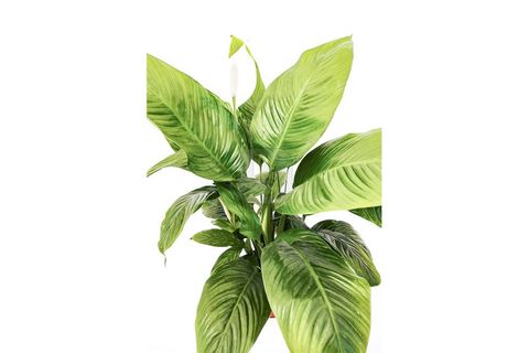 CANLI BİTKİ SPATHİPHYLLUM WALLİSİİ BARIŞ ÇİÇEĞİ, 50-60 CM