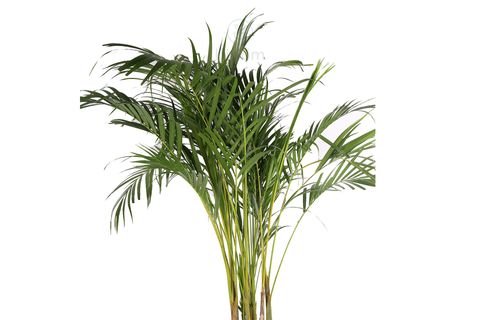 BİTKİM ARECA PALM 120-140 CM AREKA PALMİYESİ