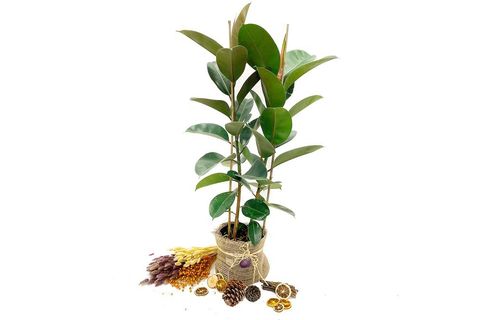 KAUÇUK FİCUS ELASTİCA EV BİTKİSİ