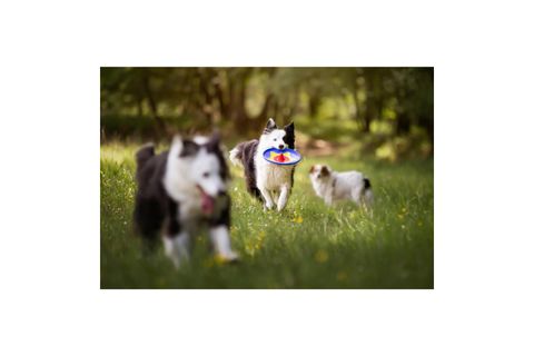 TROTTO DİSK KÖPEK OYUNCAĞI