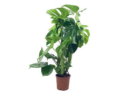 MONSTERA DELİCİOSA  DEVE TABANI