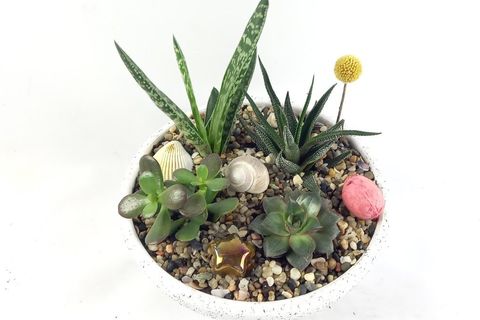 SUKULENT ARANJMAN NO 5