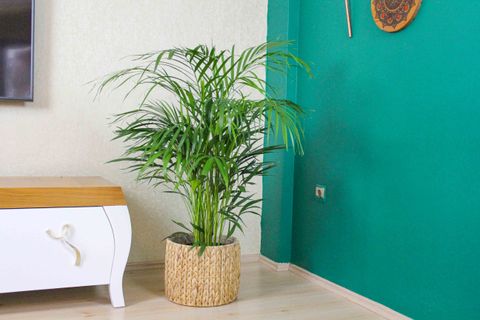 AREKA PALMİYESİ BAMBU PALMİYESİ YEŞİL SALON BİTKİSİ İÇ MEKAN BİTKİSİ