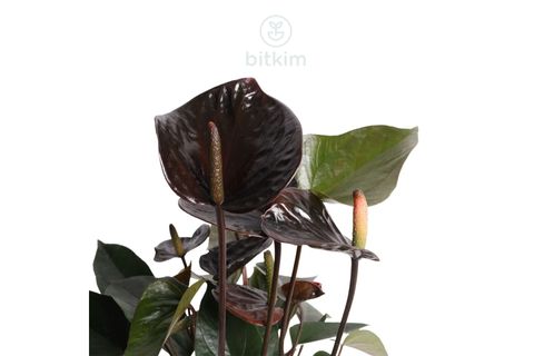 BİTKİM ANTHURİUM 40-50CM ANTORYUM FLAMİNGG ÇİÇEĞİ BORDO