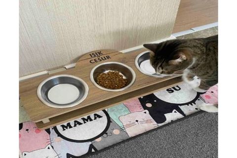 ECO CONCEPT, KEDİ DESENLİ PASPAS, RENKLİ KEDİLER MAMA PASPASI, KEDİ PASPASI, SU MAMA PASPASI 45X70 CD01