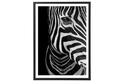 BUDDY ZEBRA BASKILI POSTER TABLO, SİYAH ÇERÇEVE, 50X70