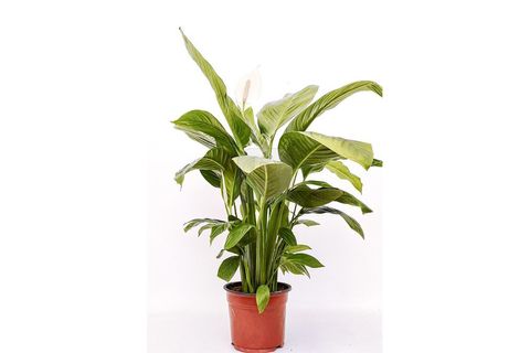 CANLI BİTKİ SPATHİPHYLLUM WALLİSİİ BARIŞ ÇİÇEĞİ, 50-60 CM