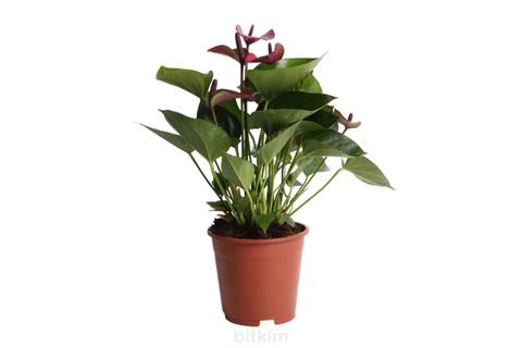 BİTKİM ANTORYUM FLAMİNGO ÇİÇEĞİ MOR 40-50CM