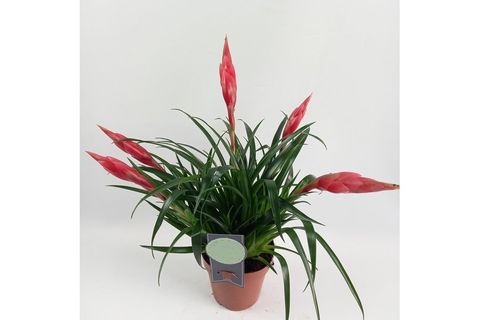 BROMELİA BİTKİSİ