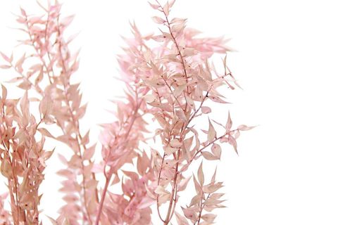 RUSKUS (KOKİNA) DEMET AÇIK PEMBE