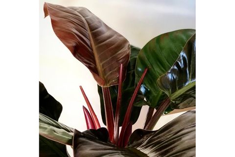 PHİLODENDRON ERUBESCENS