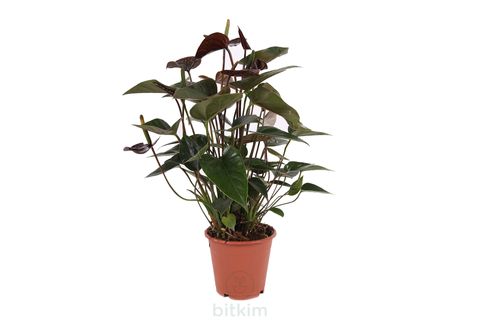 BİTKİM ANTHURİUM 40-50CM ANTORYUM FLAMİNGG ÇİÇEĞİ BORDO