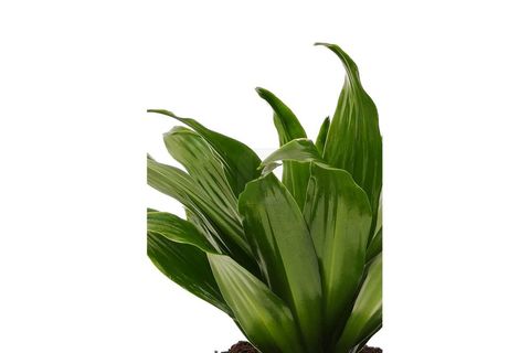 CANLI BİTKİ DRACAENA COMPACTA TOP DRESENA, 15-20 CM