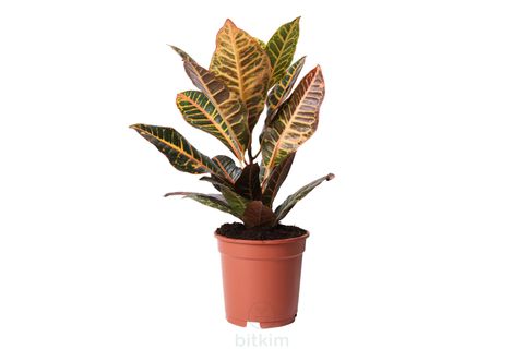 BİTKİM CROTON PETRA 35-45 CM KRATON BİTKİSİ