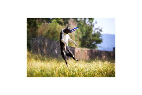 TROTTO DİSK KÖPEK OYUNCAĞI