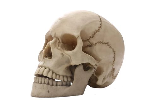 İNSAN KAFATASI HEYKEL BİBLO