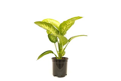 CANLI BİTKİ DİEFFENBACHİA SEGUİNE TROPİC SNOW DİFENBAHYA, 50-60 CM