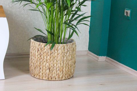 AREKA PALMİYESİ BAMBU PALMİYESİ YEŞİL SALON BİTKİSİ İÇ MEKAN BİTKİSİ