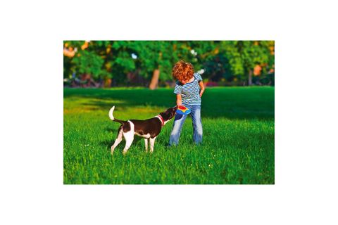 TİRA MOLLY MİNİ KÖPEK ÖDÜL OYUNCAĞI