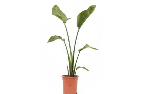 CANLI BİTKİ STRELİTZİA NİCOLAİ CENNET KUŞU, 80-100 CM