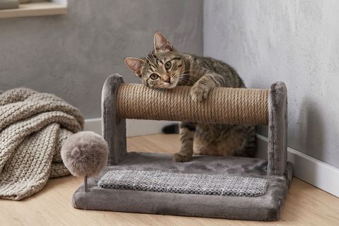 JİMMY KEDİ TIRMALAMA AĞACI, GRİ