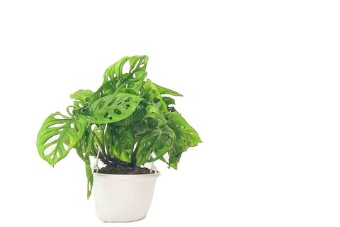 BİTKİ TASARIMI MONSTERA MONKEY MASK – ASKILI SAKSIDA SARMAŞIK DEVE TABANI