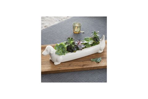 KÖPEK MOTİFLİ KRAKERLİK