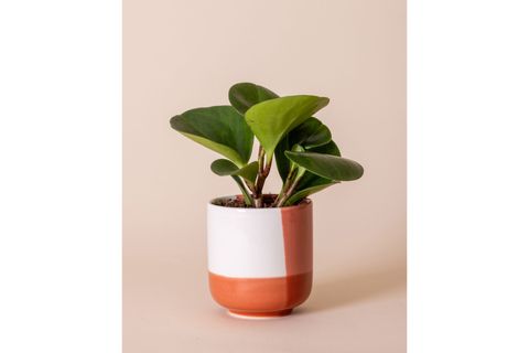 THE MİA PORSELEN SAKSI PEMBE 9X10 CM