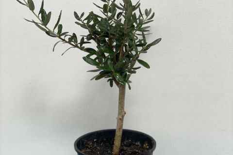 MERMAID HOME MINI ZEYTIN AGACI