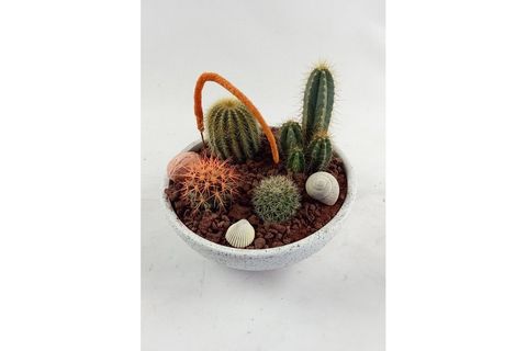 KAKTÜS ARANJMAN NO 4