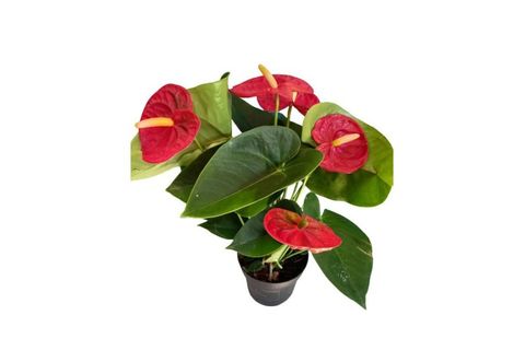 ANTHORYUM FİLAMİNGO ÇİÇEĞİ KIRMIZI