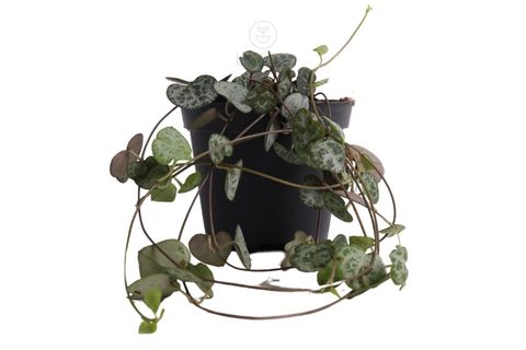 BİTKİM CEROPEGİA WOODİİ 40 CM KALP KALBE KARŞI YEŞİL BİTKİSİ