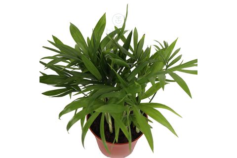 BİTKİM CHAMAEDOREA ELEGANS 25-35 CM DAĞ PALMİYESİ