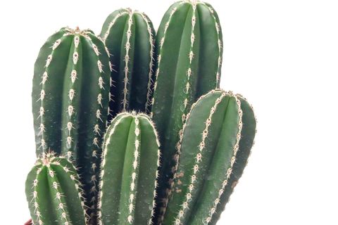 MARGİNATOCEREUS MARGİNATUS KAKTÜS İTHAL