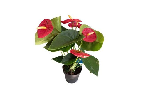 ANTHORYUM FİLAMİNGO ÇİÇEĞİ KIRMIZI