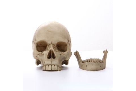 İNSAN KAFATASI HEYKEL BİBLO