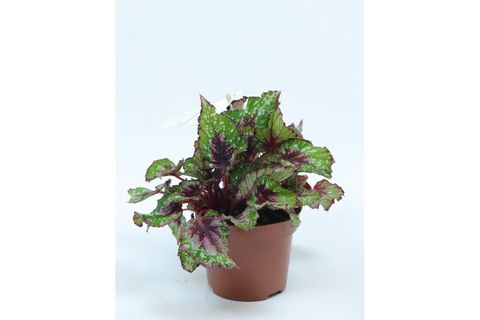 REX BEGONYA YEŞİL PEMBE