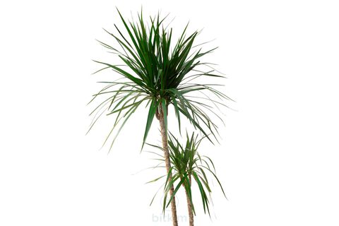 BİTKİM DRACENA MARGİNATA İKİ GÖVDELİ 120-130 CM