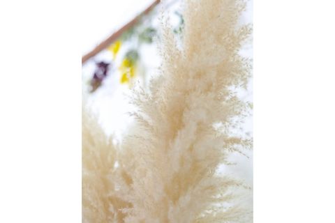 FULFLY ŞOKLANMIŞ PAMUKLU PAMPAS, 5 ADET