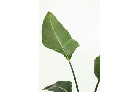 CANLI BİTKİ STRELİTZİA NİCOLAİ CENNET KUŞU, 80-100 CM