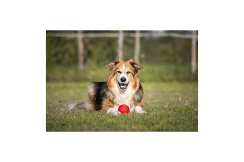 PALLA RUGA KÖPEK ÇİĞNEME OYUNCAĞI