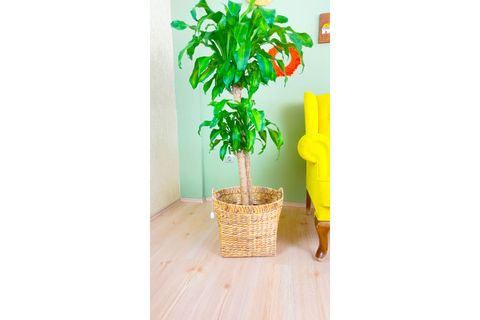 BİTKİ TASARIMI SELE SEPET, KULPLU, XL