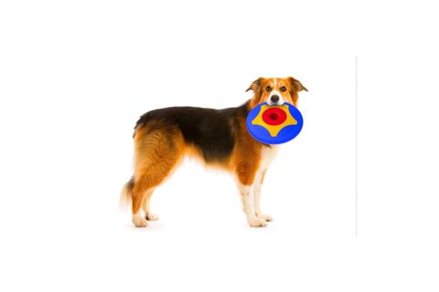 TİRA MOLLY MİNİ KÖPEK ÖDÜL OYUNCAĞI