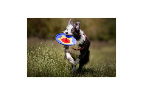 TROTTO DİSK KÖPEK OYUNCAĞI