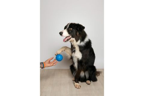 PALLA RUGA KÖPEK ÇİĞNEME OYUNCAĞI