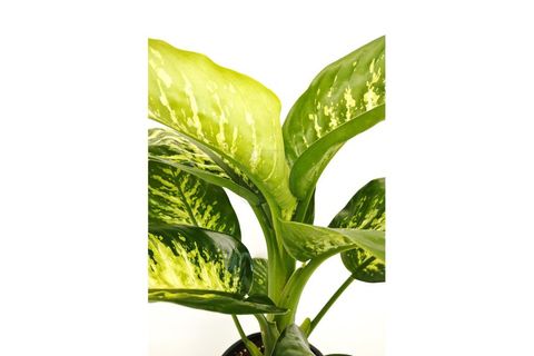 CANLI BİTKİ DİEFFENBACHİA SEGUİNE TROPİC SNOW DİFENBAHYA, 50-60 CM