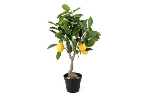 MİNİK LİMON AĞACI 60 CM