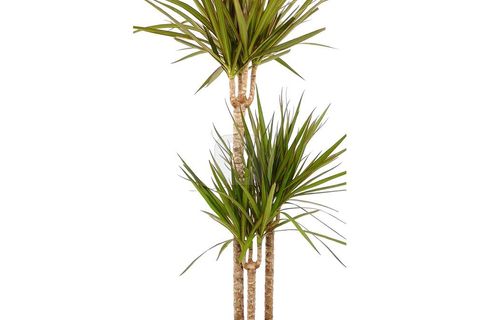 CANLI BİTKİ DRACAENA MARGİNATA DRESENYA 3 GÖVDELİ, 100 CM