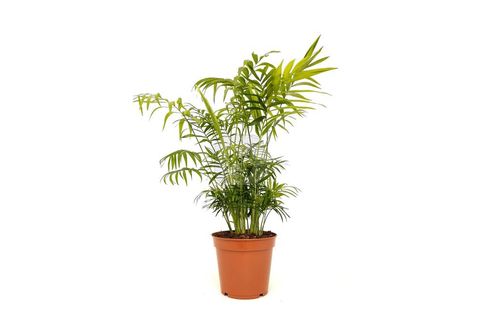 CHAMAEDOREA ELEGANS DAĞ PALMİYESİ 50-60 CM